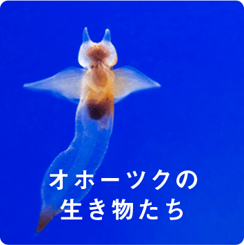 オホーツクの生き物たち