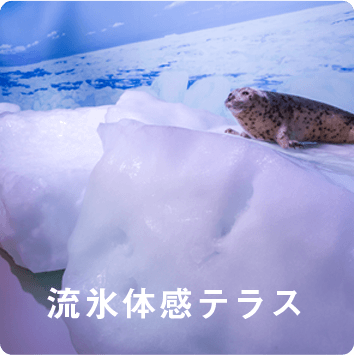 流氷体感テラス